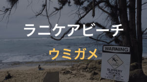 ウミガメに100%会えるラニアケアビーチへレンタカーで行ったけど会えなかった【ハワイ新婚旅行5日目③】
